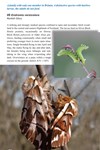 Moths of Great Britain and Ireland page 052