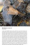Moths of Great Britain and Ireland page 476