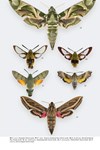 Moths of Great Britain and Ireland page 529