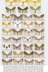 Moths of Great Britain and Ireland page 534