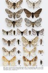 Moths of Great Britain and Ireland page 542