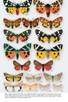 Moths of Great Britain and Ireland page 550